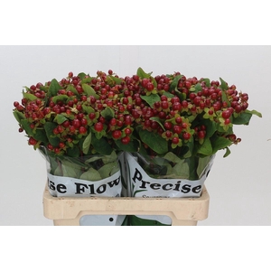 Hypericum Magical Seasons