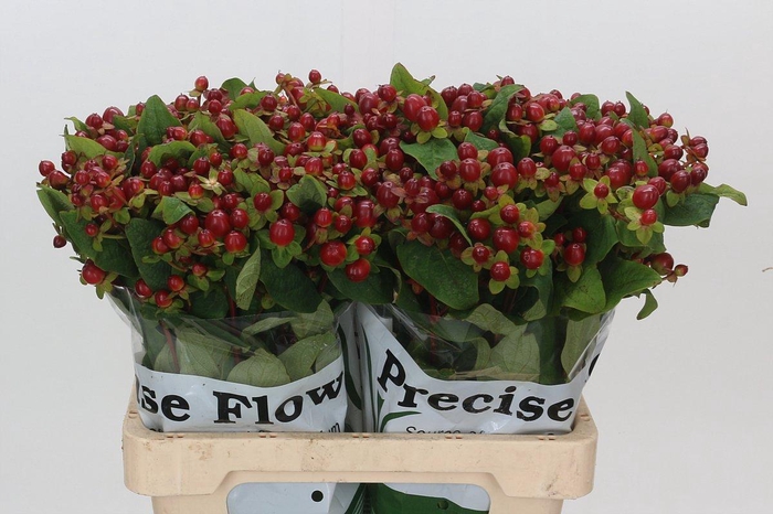 <h4>Hypericum Magical Seasons</h4>