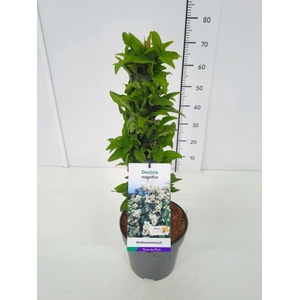 Deutzia magnifica