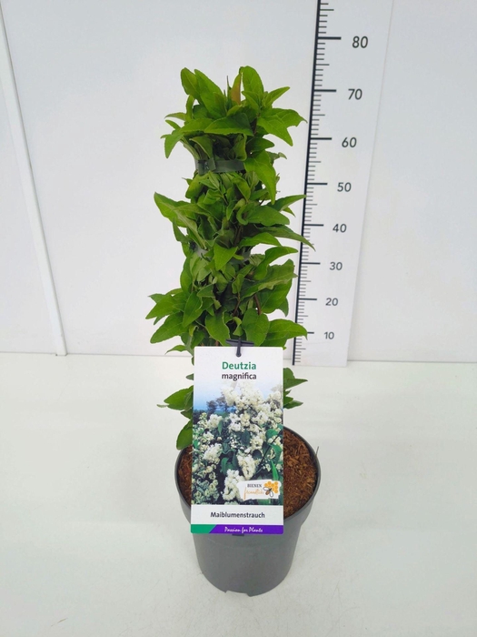 <h4>Deutzia magnifica</h4>