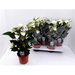 ANTHU ADIOS SPRING