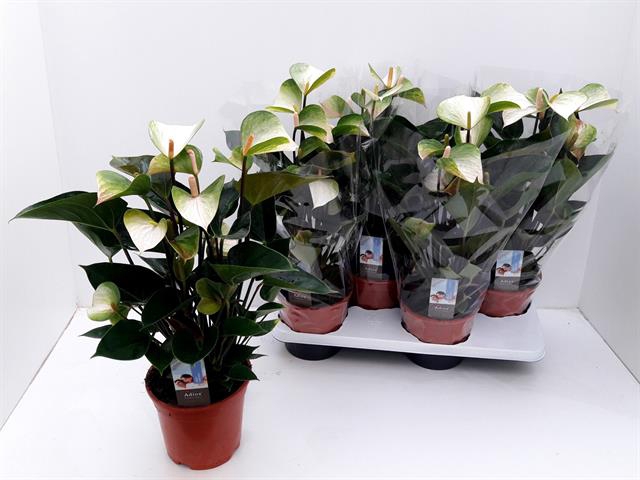 ANTHU ADIOS SPRING