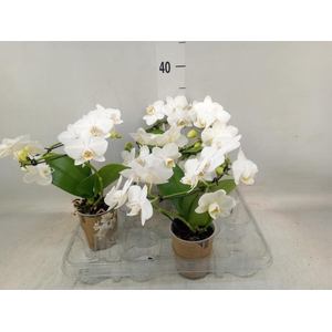 Phalaenopsis multi.   ...white