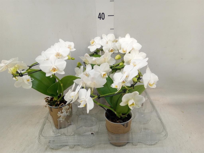 <h4>Phalaenopsis multi. ...white</h4>