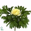 Paeonia bartzella