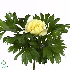Paeonia bartzella