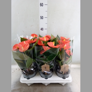 Anthurium andr. 'Prince of Orange'