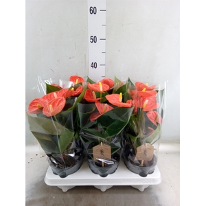 Anthurium andr. 'Prince of Orange'