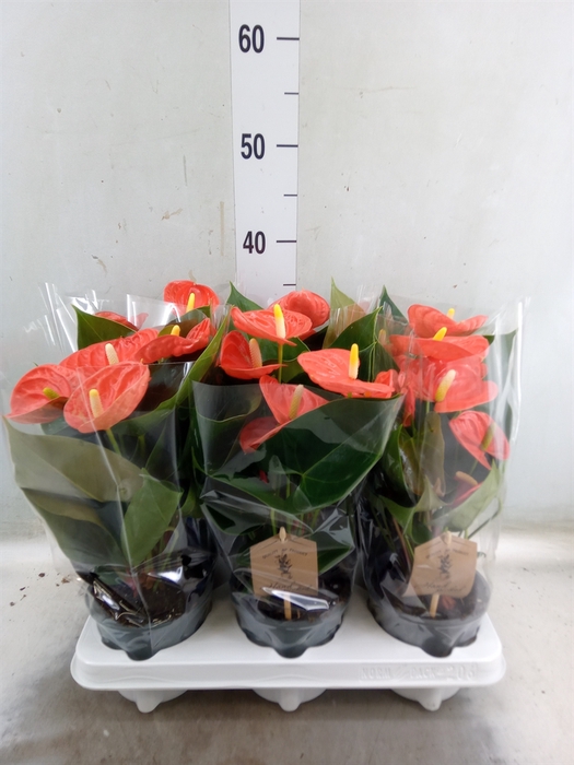 <h4>Anthurium andr. 'Prince of Orange'</h4>