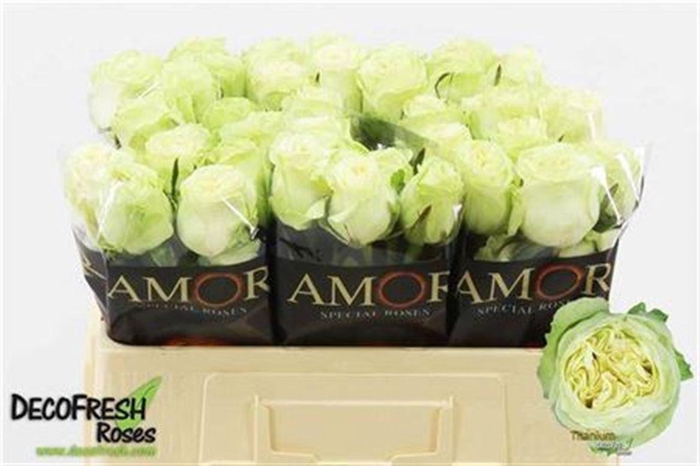 <h4>R Gr Titanium</h4>