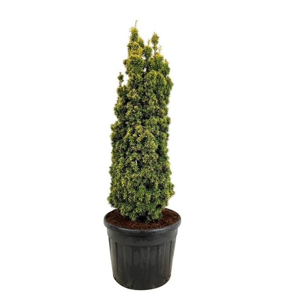 <h4>Taxus b. 'Standishii'</h4>