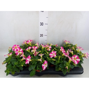 Petunia  'Sunpleasure Cherry Vein'