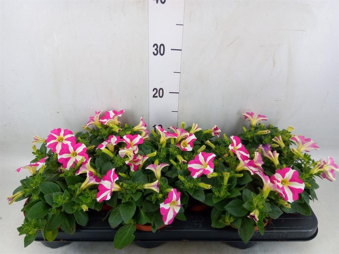 <h4>Petunia  'Sunpleasure Cherry Vein'</h4>