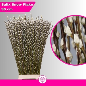 SALIX CA SNOW FLAKE