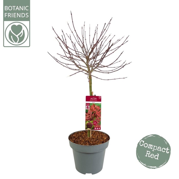 <h4>Acer palm. 'Shaina' C14 laagstam</h4>