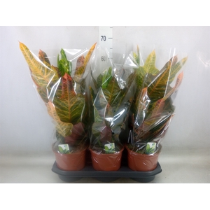 Codiaeum var. GR 'Excellent'