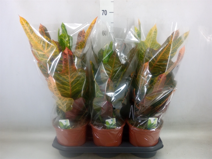 <h4>Codiaeum var. GR 'Excellent'</h4>