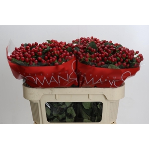 Hypericum True Romance