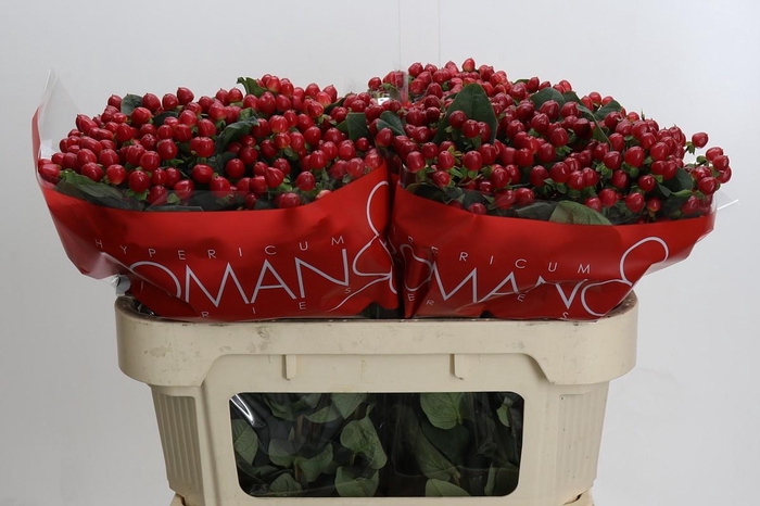 Hypericum True Romance