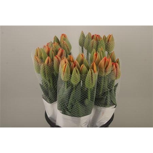 Tu Fr Hybride Orange Pride