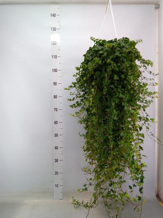 <h4>Hedera helix 'Anna'</h4>