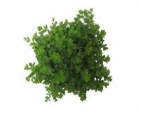 Peperomia 12 Cm. P. Mystique