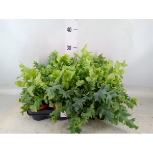 Phlebodium aureum 'Davana'