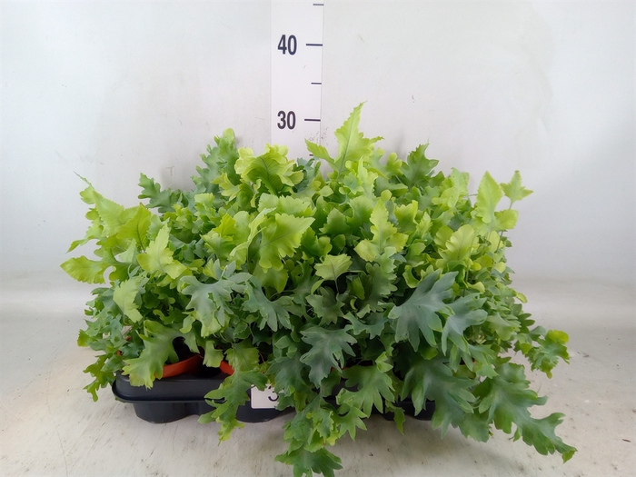 <h4>Phlebodium aureum 'Davana'</h4>
