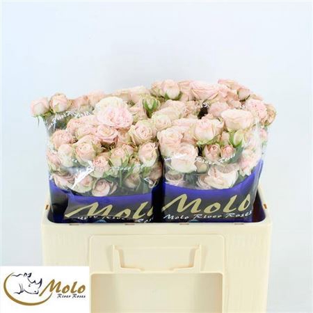 <h4>Rosa tros Bombastic</h4>