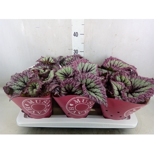 Begonia BD   ...