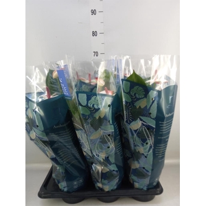 Anthurium  'Karma Hot Lips'