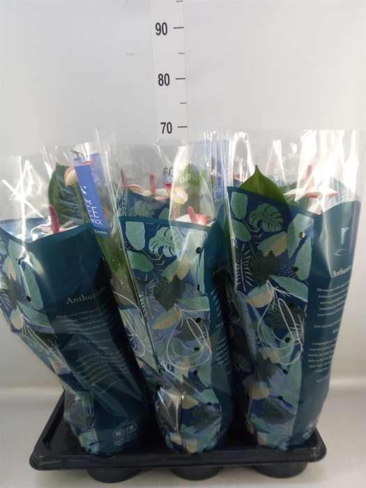 <h4>Anthurium 'Karma Hot Lips'</h4>