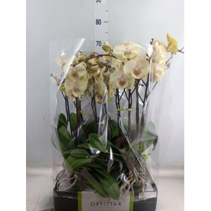 Phalaenopsis   ...yellow