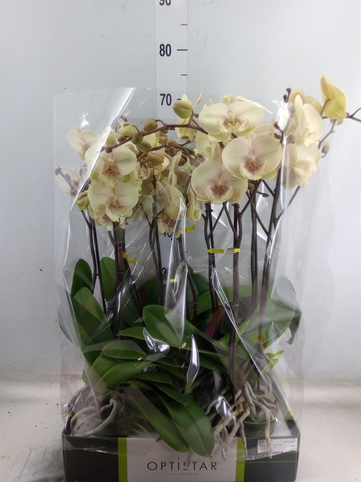 <h4>Phalaenopsis   ...yellow</h4>