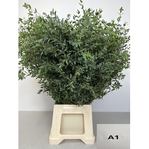 EUC PARVIFOLIA PB