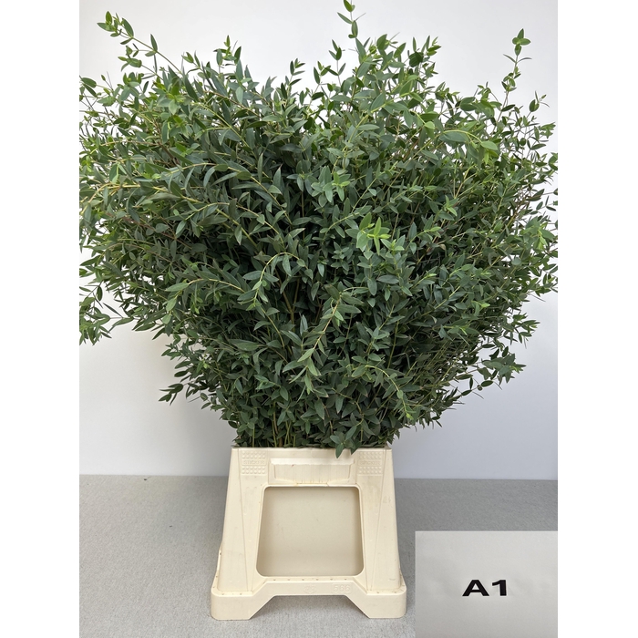 <h4>EUC PARVIFOLIA PB</h4>