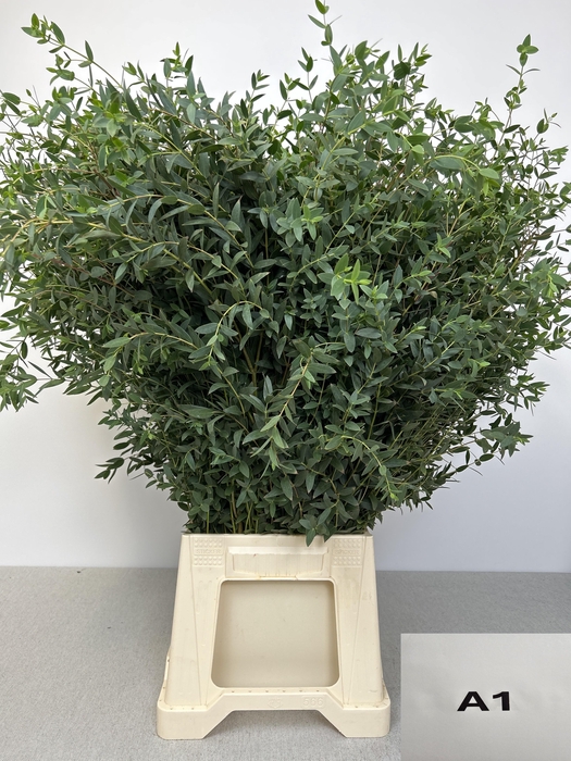 EUC PARVIFOLIA PB
