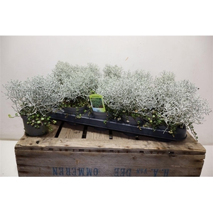 arr8 Leucoph Challenge + Muehlenbeckia