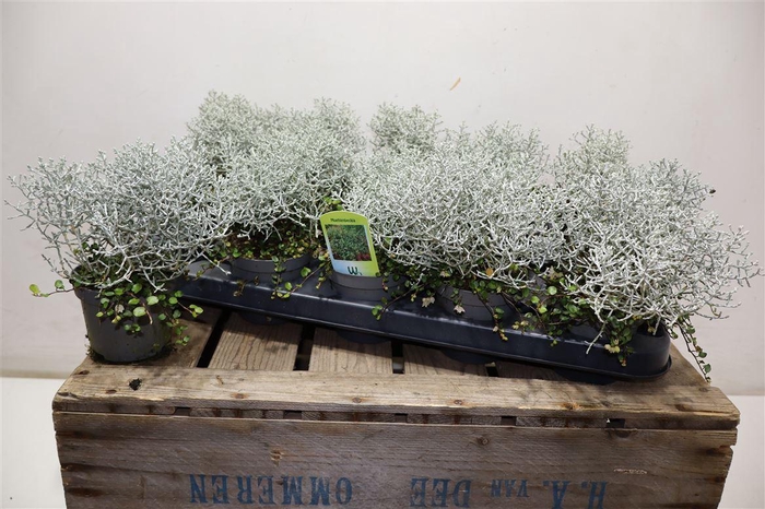 <h4>arr8 Leucoph Challenge + Muehlenbeckia</h4>