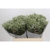 Limonium sinensis Clear Diamond
