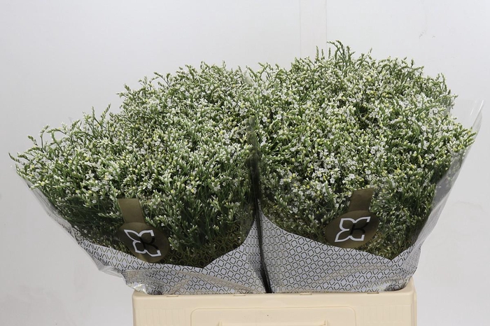 Limonium sinensis Clear Diamond