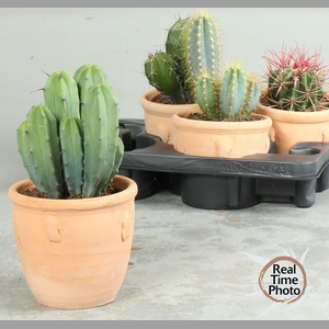 CACTUS OV