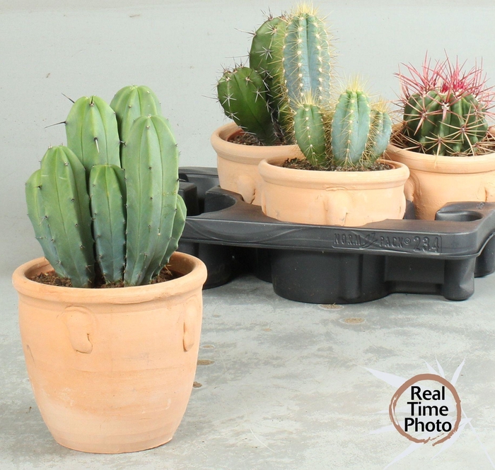 <h4>CACTUS OV</h4>