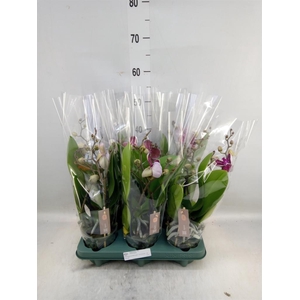 Phalaenopsis   ...red