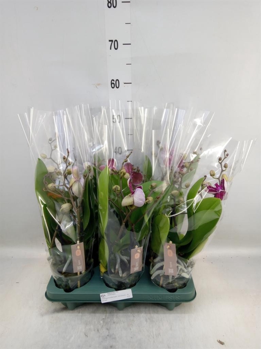 <h4>Phalaenopsis   ...red</h4>