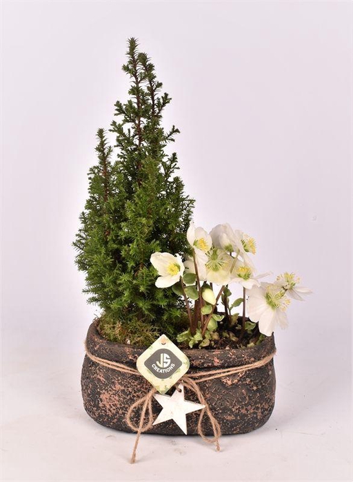 <h4>Cement ovaal met ster 21x12cm</h4>