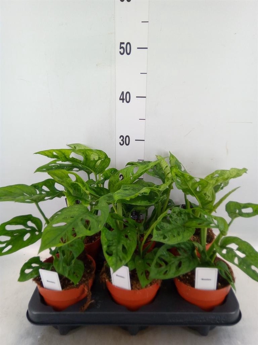 <h4>Monstera obliqua 'Leichtlinii'</h4>