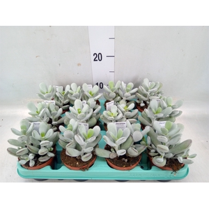 Cotyledon orbic. 'Picco Coins'