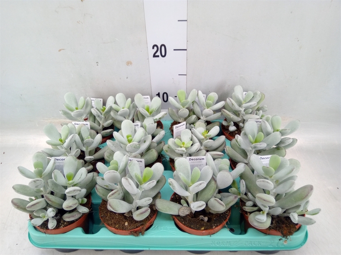 <h4>Cotyledon orbic. 'Picco Coins'</h4>