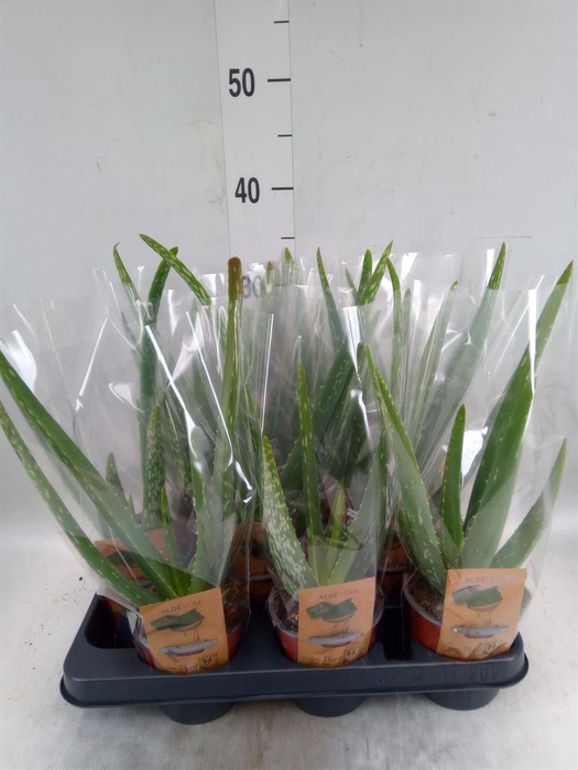 <h4>Aloe vera</h4>